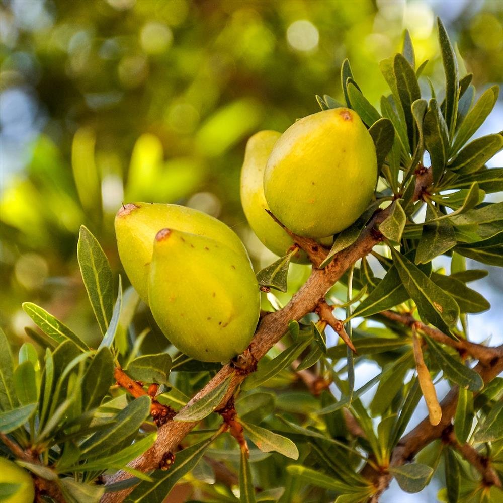 Organic Argan Oil