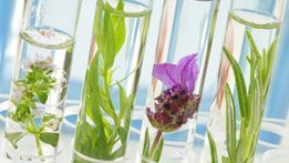 PHYTELENE COMPLEX EGX 247 BG