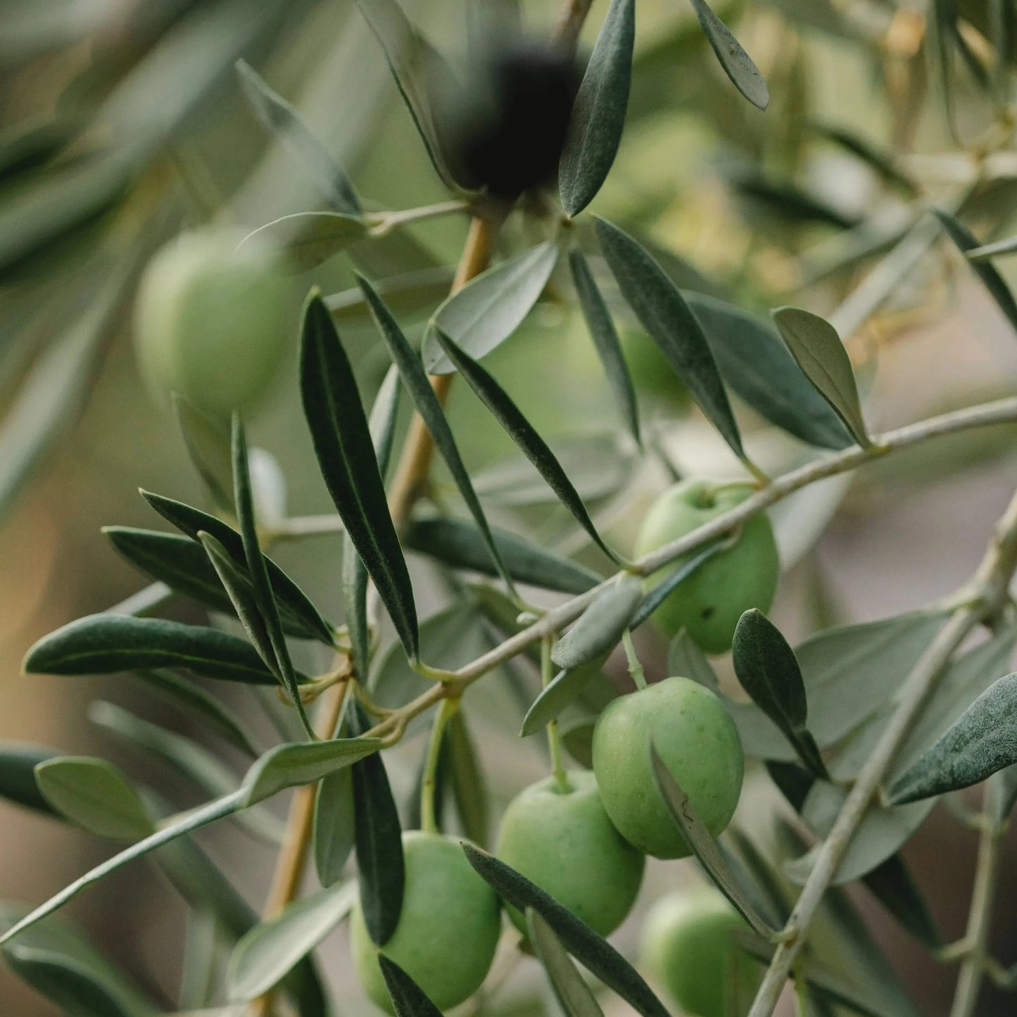 Olive Leaf Extract