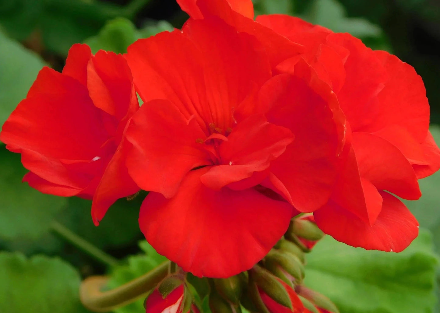 Rose Geranium Essential Oil