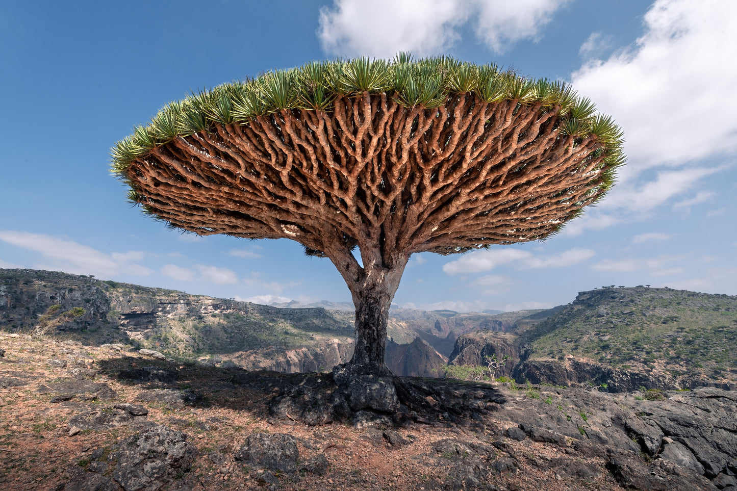 Dragons Blood Extract