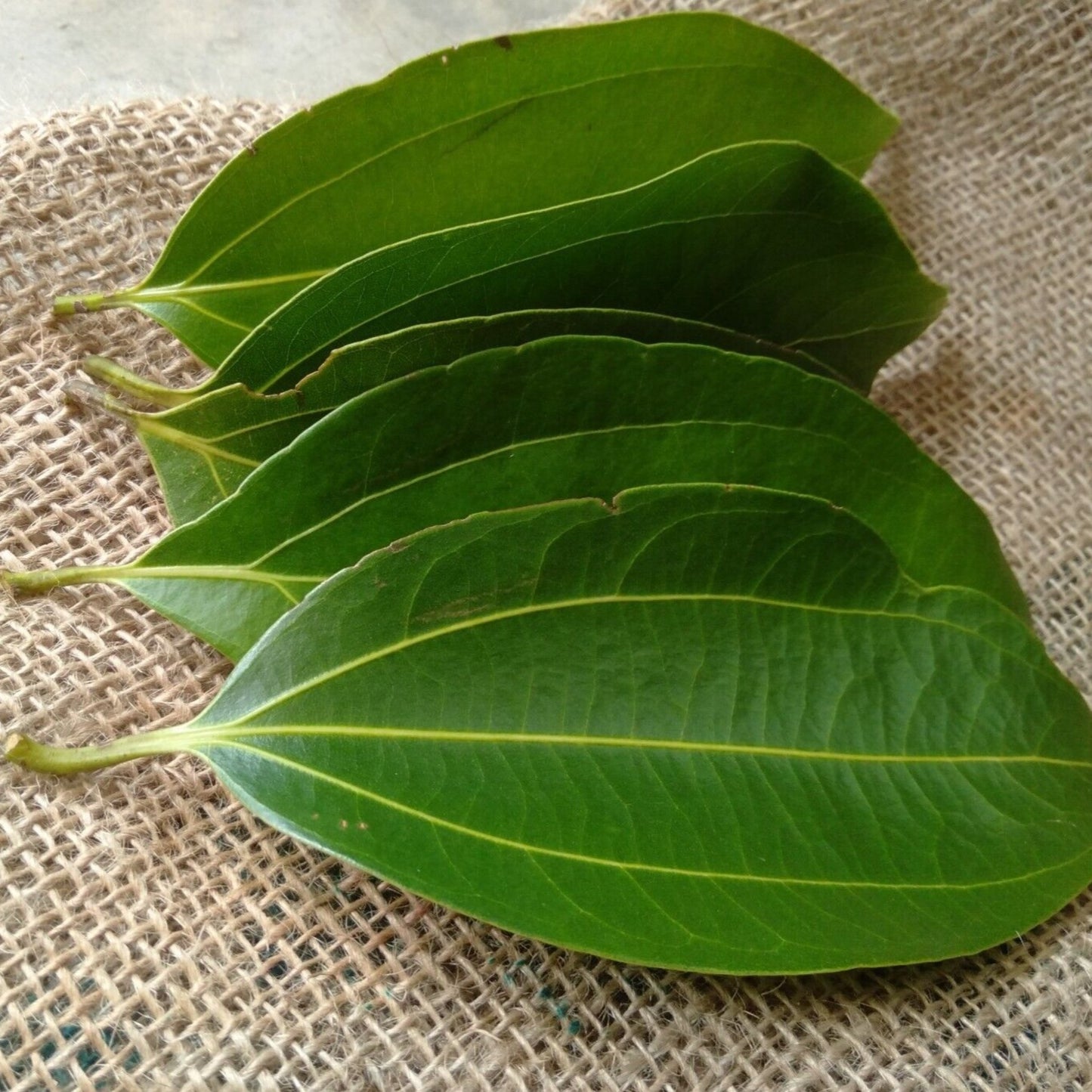 Cinnamon Leaf Essential Oil