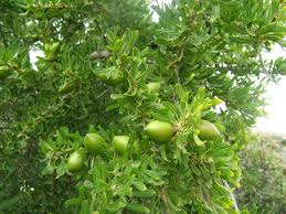 Argan Oil Refined