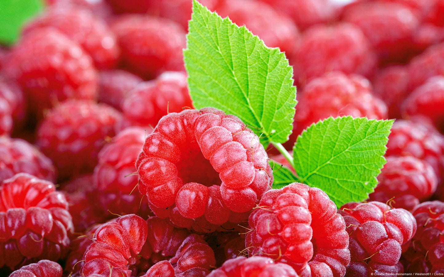 Organic Raspberry Leaf Water