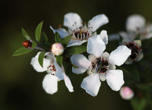 Manuka Essential OIl