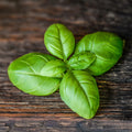 Basil Essential Oil