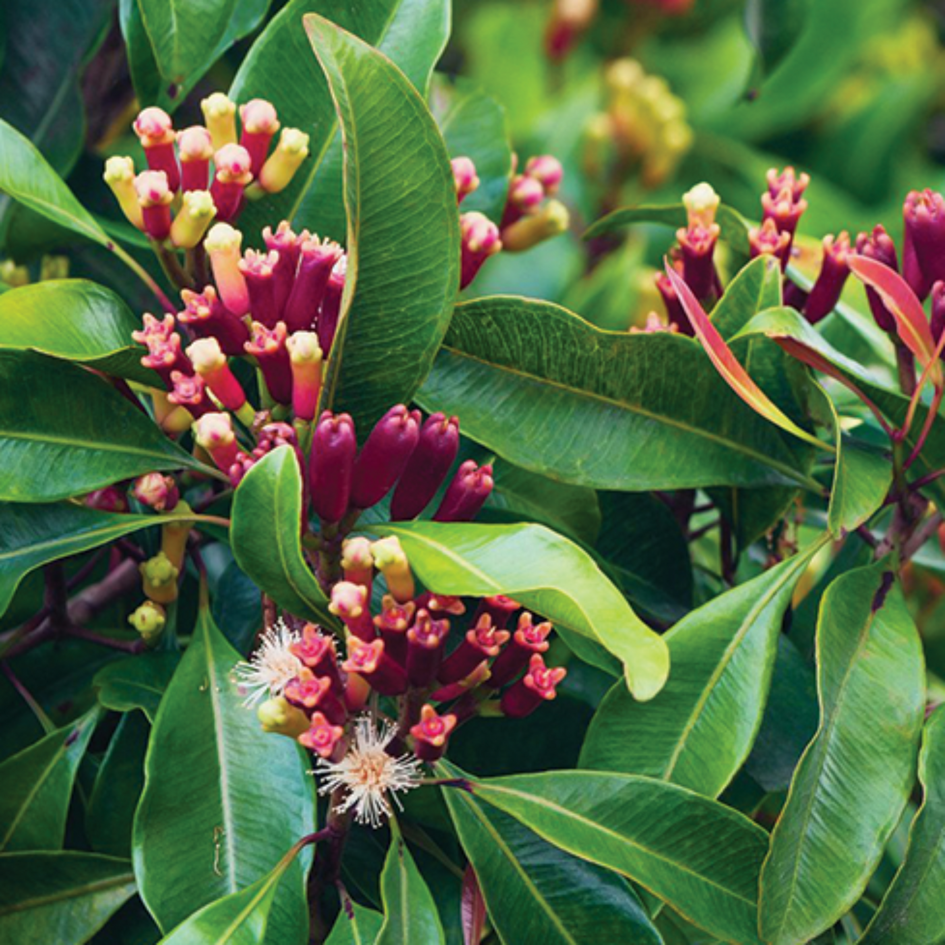 Clove Leaf Essential Oil