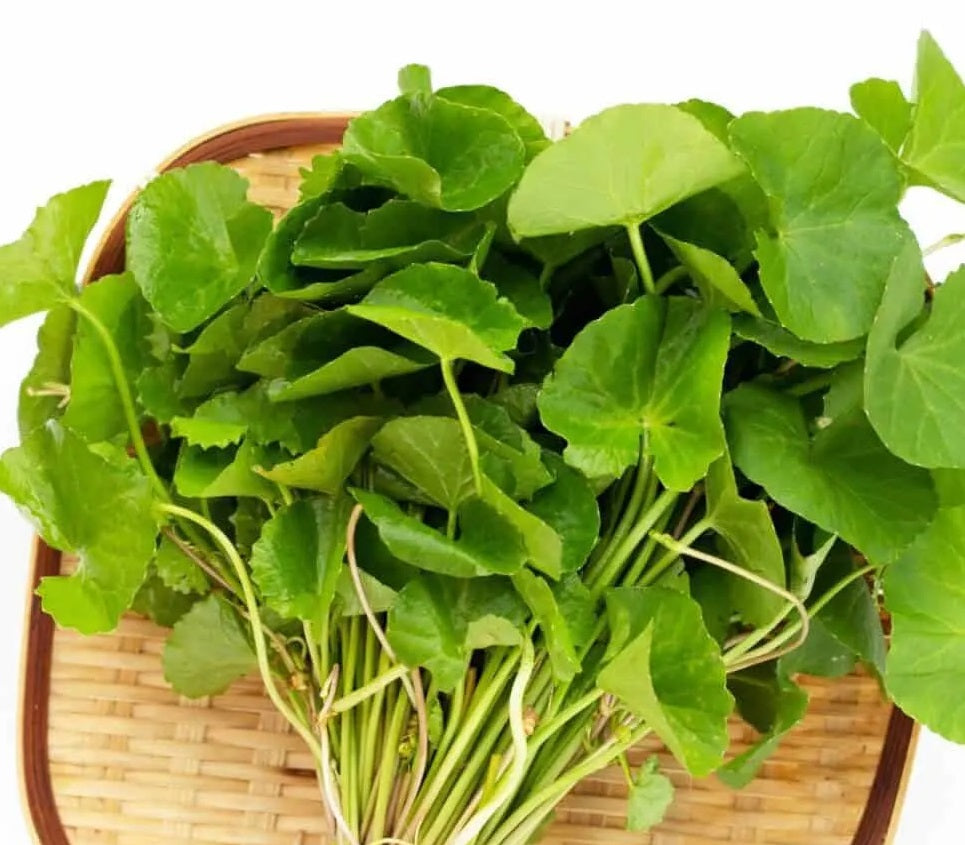 Centella Asiatica Extract - 90% Madecassoside