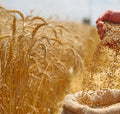 Ferulic Acid