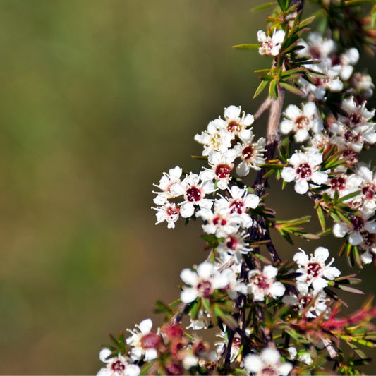 East Cape Kanuka Essential Oil