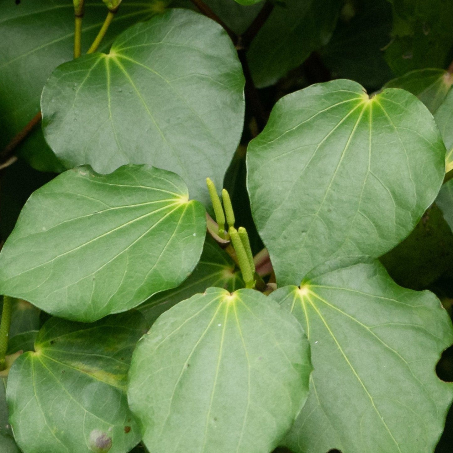 Kawakawa Oil Infused