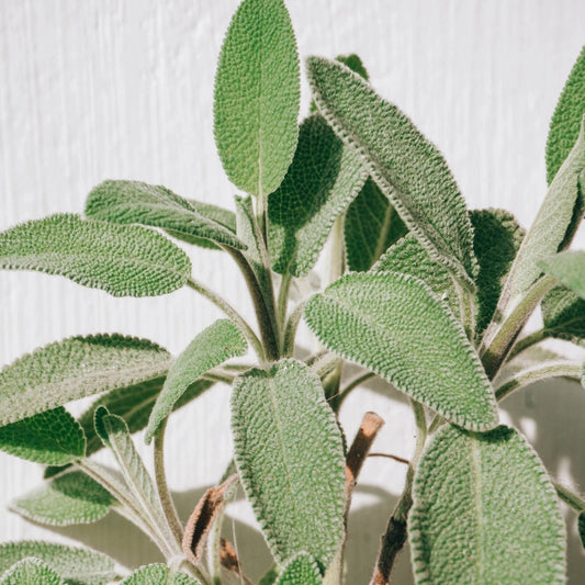 Spanish Sage Essential Oil