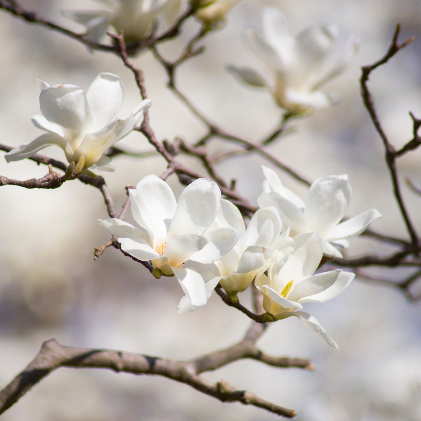 White Magnolia Officinalis flowers