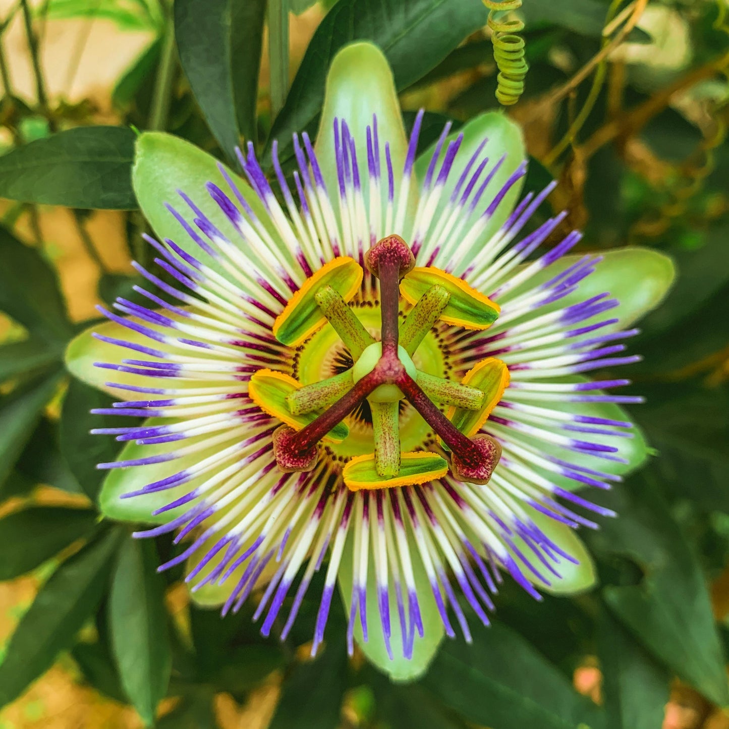 Passionflower Oil