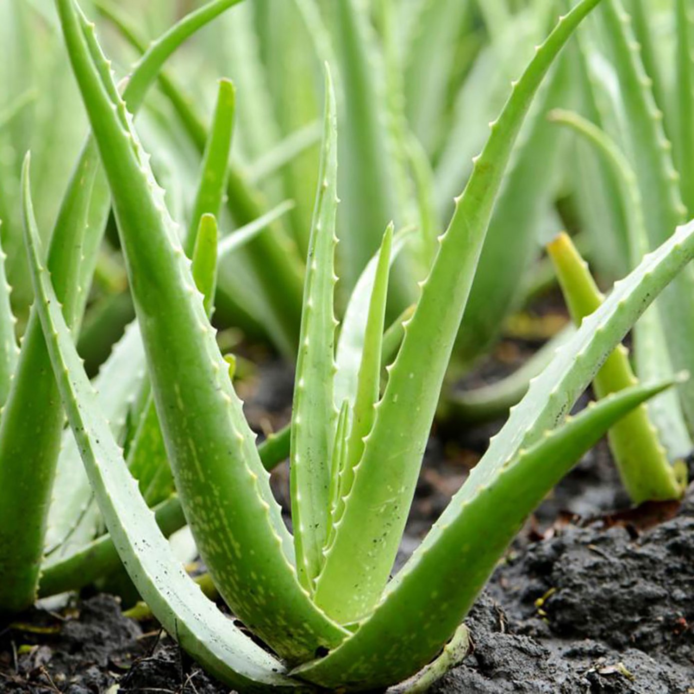 Organic Aloe Vera Gel - Green