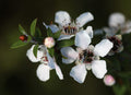 Manuka Essential OIl