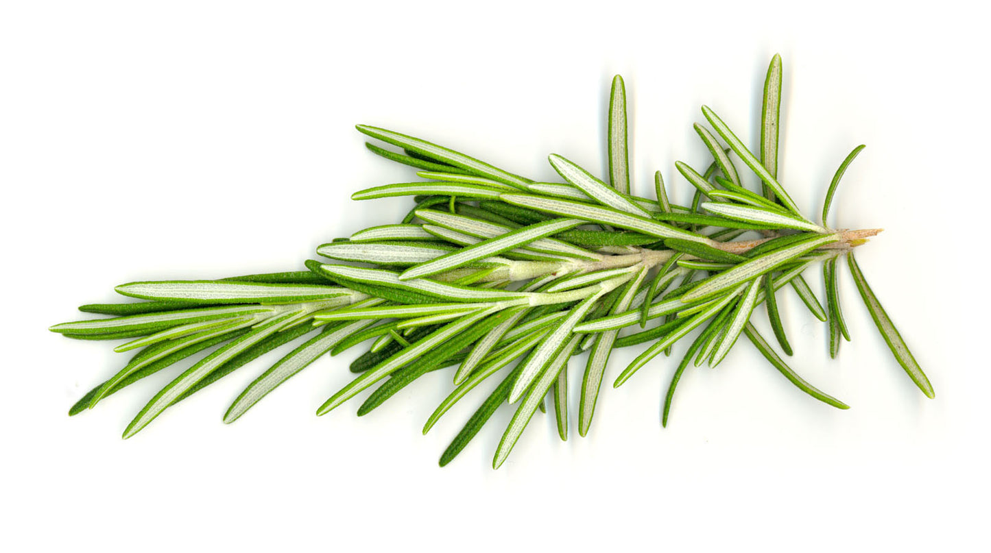 Rosemary Oil