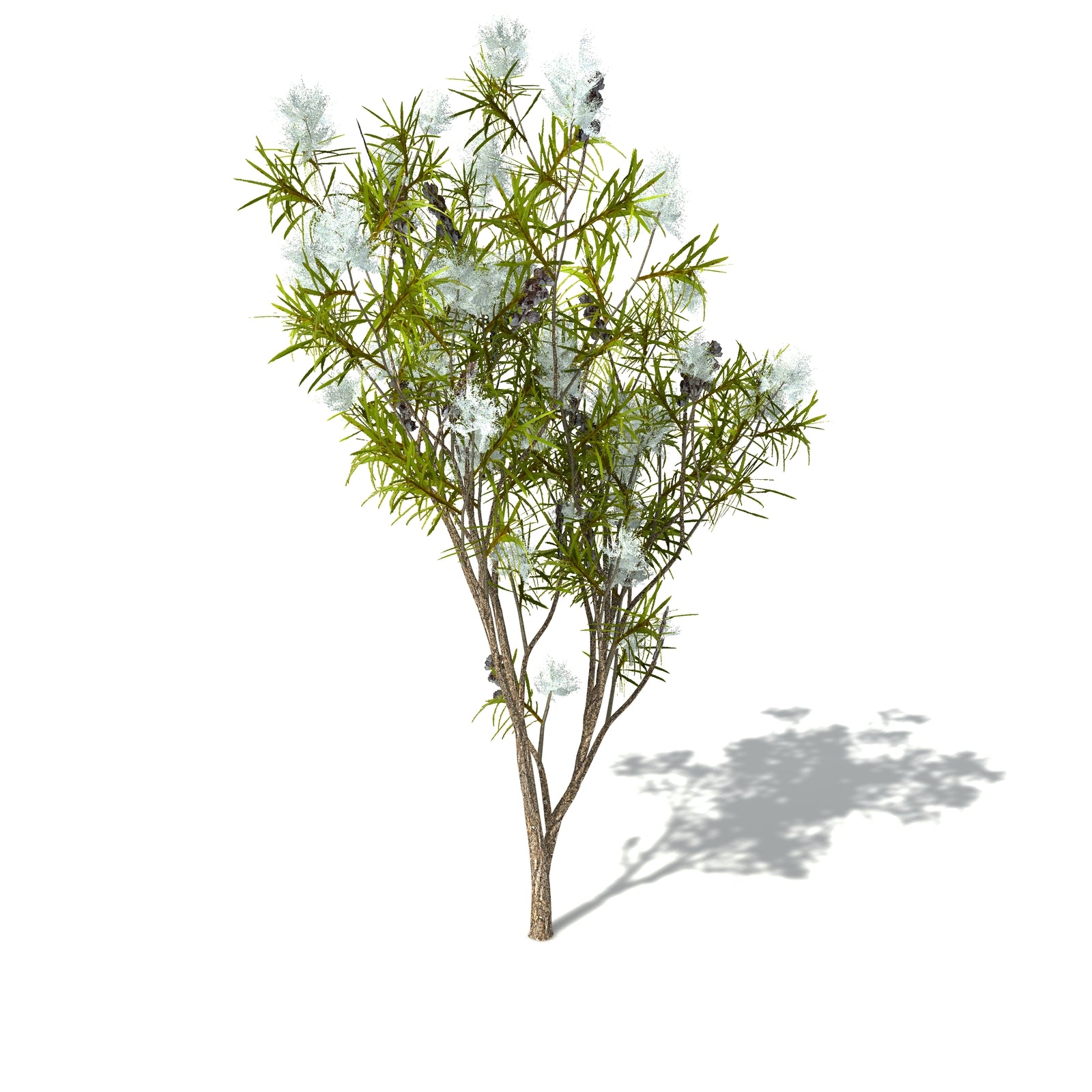 Tea Tree Oil