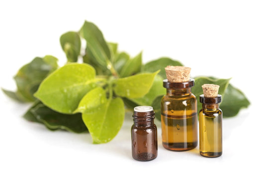 Camphor Oil